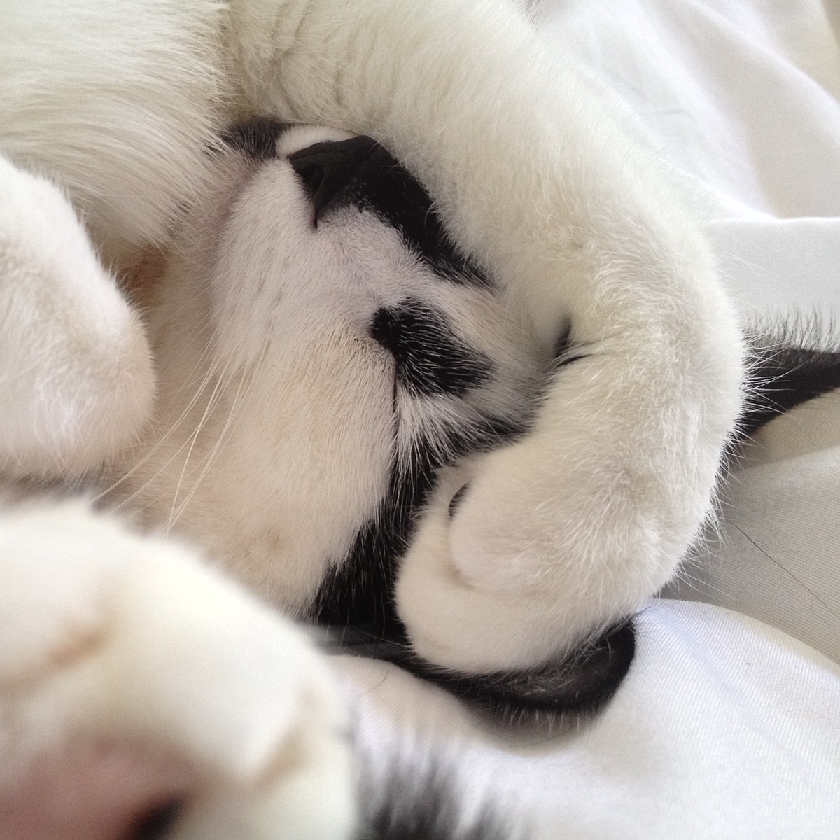 Peacefully sleeping black and white cat, representing the patients at the heart of every diagnostic decision